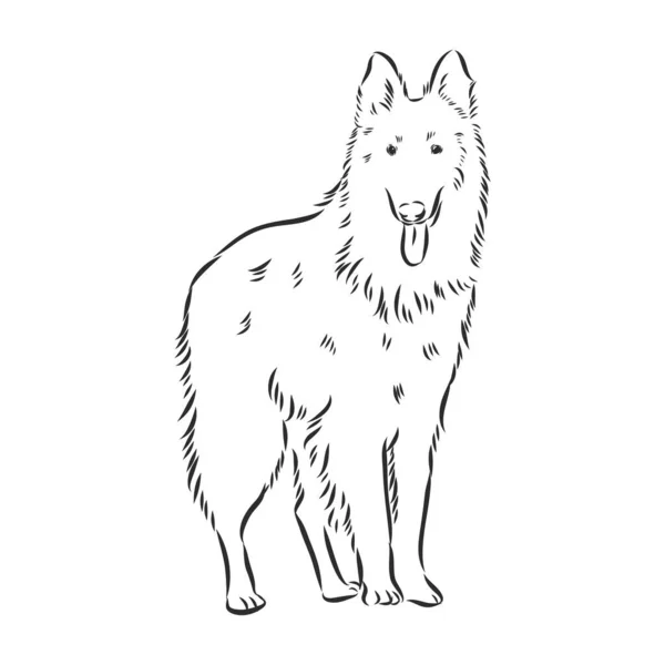 Belçika çoban köpeği çizimi, el çizimi çizimi.. — Stok Vektör