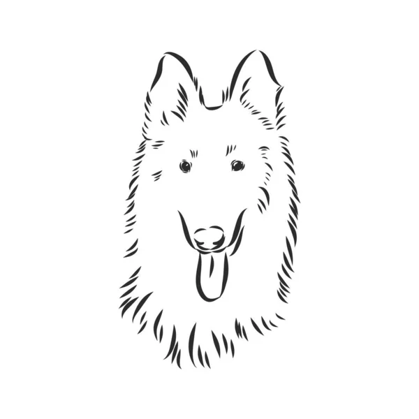 Skizze des Belgischen Schäferhundes, handgezeichnete Illustration. — Stockvektor