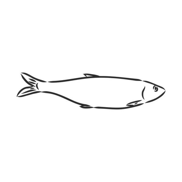 Pilchard. Esboço de tinta de sardinha. Pequeno arenque. Ilustração vetorial desenhada à mão de peixes isolados sobre fundo branco. — Vetor de Stock