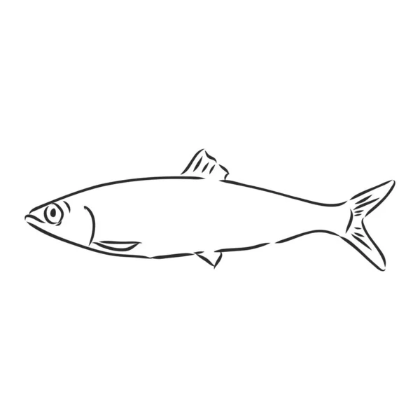 Pilchard. Tinta de sardina. Arenque pequeño. Ilustración vectorial dibujada a mano de peces aislados sobre fondo blanco. — Vector de stock