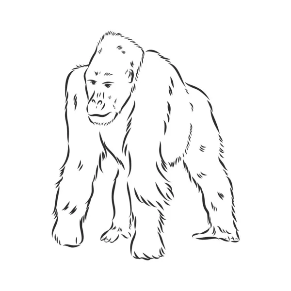 Illustrazione vettoriale disegnata a mano con un gorilla isolato su uno sfondo bianco — Vettoriale Stock