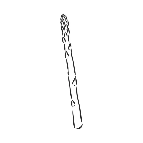 Asparagus cartoon vector asparagus, vector sketch on a white background — Stock Vector