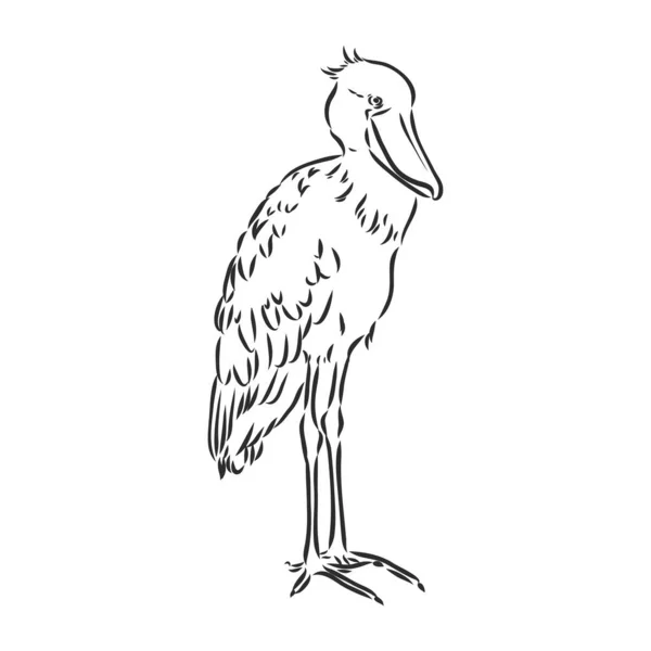 Mão desenhado esboço estilo shoebill. Ilustração vetorial isolada sobre fundo branco. —  Vetores de Stock