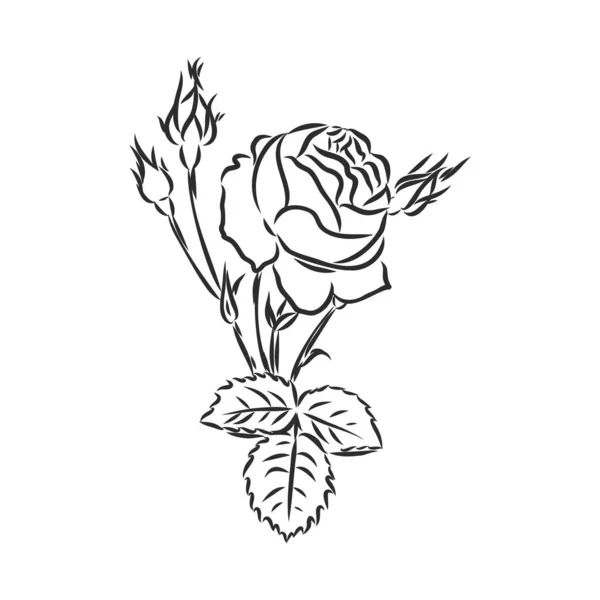 Inkt, potlood, de bladeren en bloemen van appel geïsoleerd. Line art transparante achtergrond. Met de hand getekend natuurschilderij. Vrije hand schetsen illustratie. — Stockvector