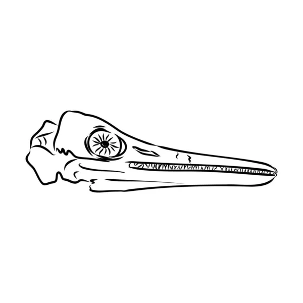 공룡스케 톤 .Vector 이미지 트리케라톱스 골격은 녹색 배경에 분리되어 있다. 평면 삽화를 위해 — 스톡 벡터