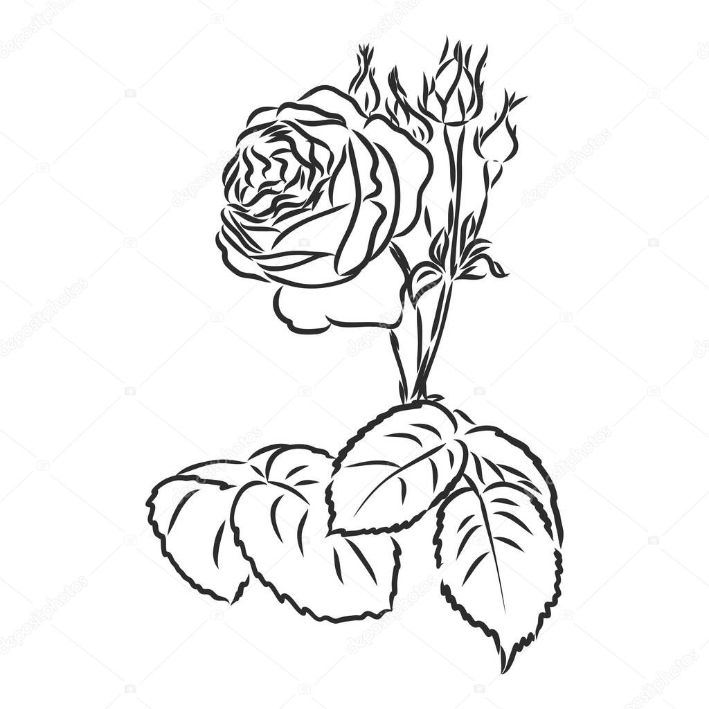 Ink, pencil, the leaves and flowers of apple isolated. Line art transparent background. Hand drawn nature painting. Freehand sketching illustration. flower decor vector sketch on white background