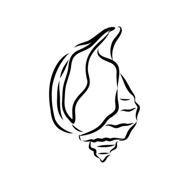 Çeşitli deniz kabuklarından oluşan el yapımı bir set. İstiridye kabuğu, vektör çizimi