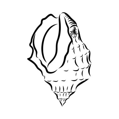 Çeşitli deniz kabuklarından oluşan el yapımı bir set. İstiridye kabuğu, vektör çizimi