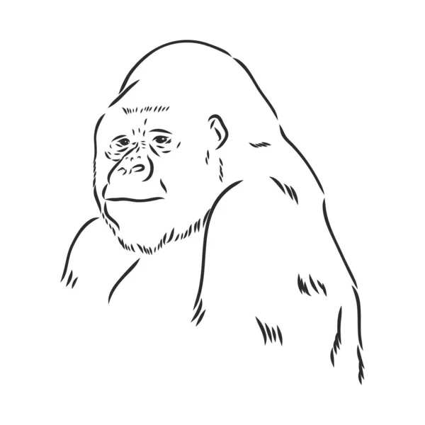 Handgetekende vector illustratie met een gorilla geïsoleerd op een witte achtergrond — Stockvector