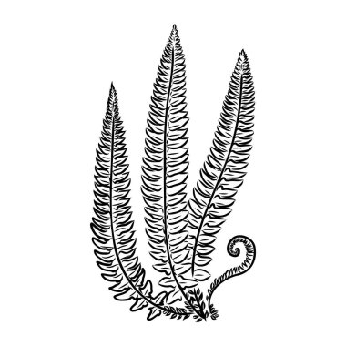 Beyaz arkaplanda vektör siluet sayfası eğreltiotu