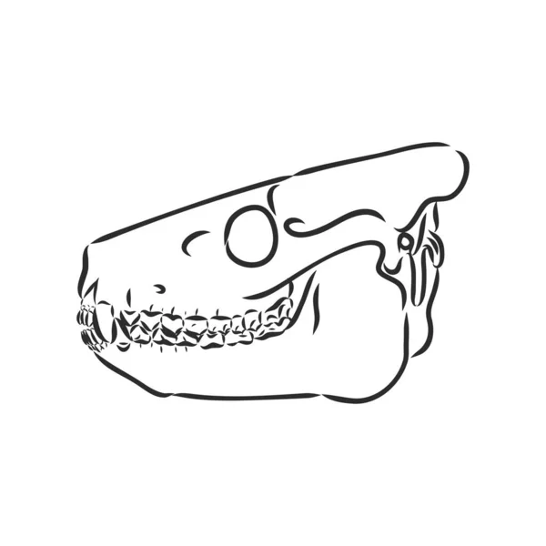 Dinosaurierskelett.Vector Image Triceratops Skelett isoliert auf grünem Hintergrund. Kann als Logo verwendet werden. Für flache Illustrationen — Stockvektor