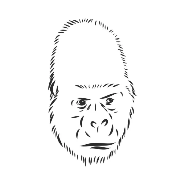 Ilustración vectorial dibujada a mano con un gorila aislado sobre un fondo blanco — Archivo Imágenes Vectoriales