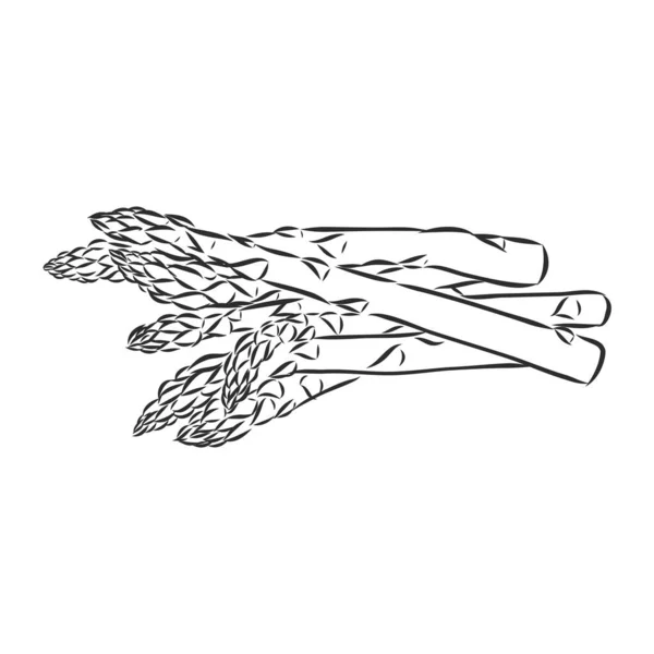 Asparagus kartun vektor asparagus, sketsa vektor pada latar belakang putih - Stok Vektor