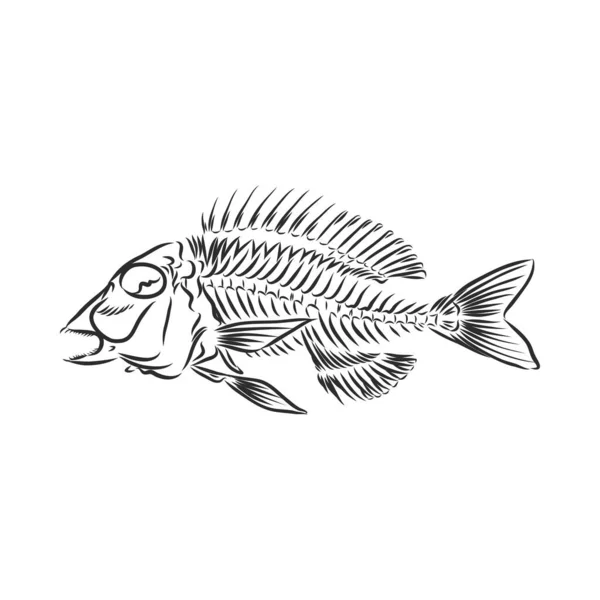 Esqueleto de peixe. esboço. esqueleto de uma ilustração pré-histórica de esboço de vetor de peixe — Vetor de Stock