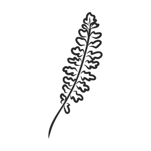 Vektor silhuett blad ormbunke på vit bakgrund — Stock vektor