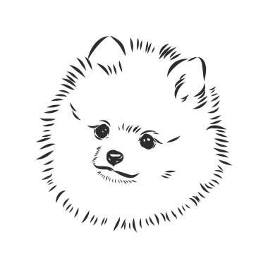 Pomeranian köpek eli çizimi. Beyaz arka planda safkan köpek suratı.