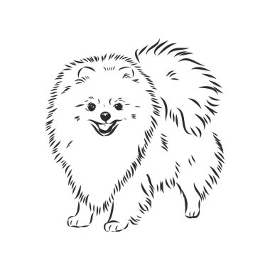 Pomeranian köpek eli çizimi. Beyaz arka planda safkan köpek suratı.