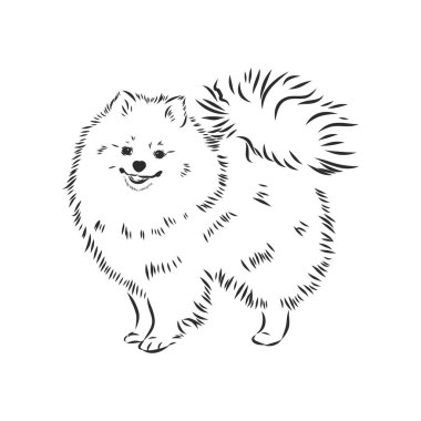 Pomeranian köpek eli çizimi. Beyaz arka planda safkan köpek suratı.
