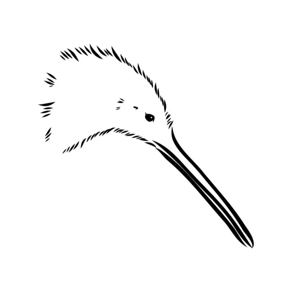 Mão desenhada, esboço, desenho animado ilustração de kiwi — Vetor de Stock