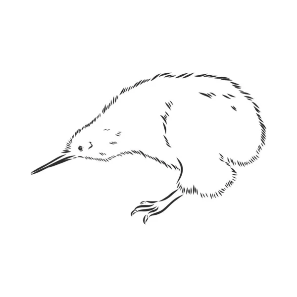 Dessin à la main, croquis, illustration de dessin animé de kiwi — Image vectorielle