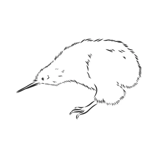 Hand drawn, sketch, cartoon illustration of kiwi — Stock Vector