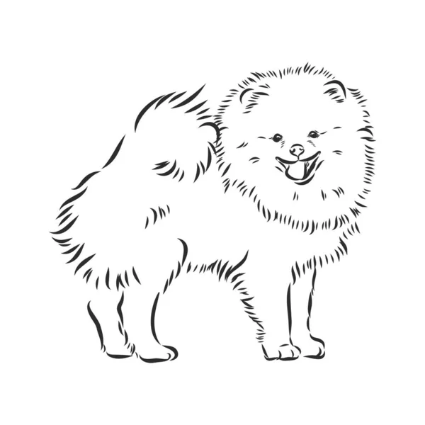 ポメラニアの犬の手のスケッチを描いた。純血種のラップ犬の顔に白い背景. — ストックベクタ