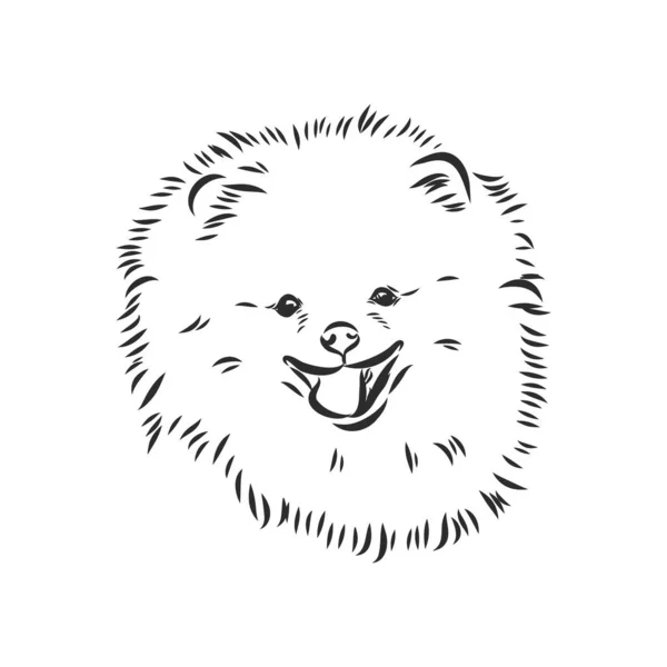 Pomeranian cão mão desenhada esboço. Purebred lap dog face no fundo branco. — Vetor de Stock