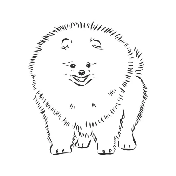 Pomeranian cão mão desenhada esboço. Purebred lap dog face no fundo branco. —  Vetores de Stock