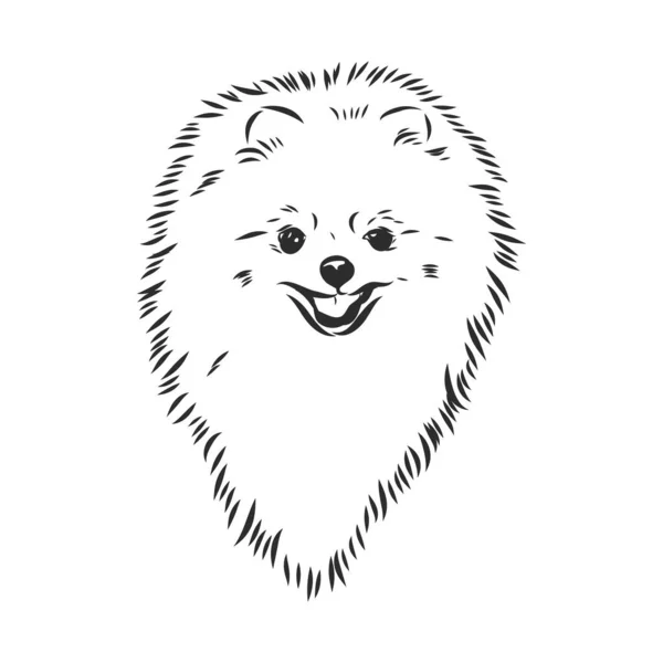 Pomeranian cão mão desenhada esboço. Purebred lap dog face no fundo branco. — Vetor de Stock