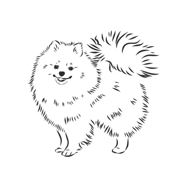 Pomeranian hond hand getekend schets. Purebred lap dog gezicht op witte achtergrond. — Stockvector