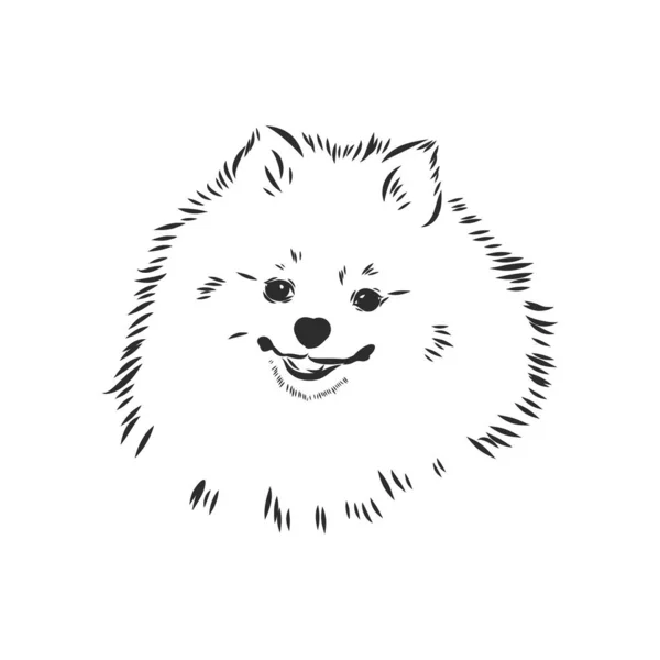 Schizzo disegnato a mano di cane pomeriano. Viso di cane da salotto purosangue su sfondo bianco. — Vettoriale Stock
