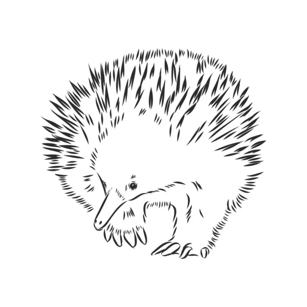 Echidna illustratie, tekening, gravure, inkt, lijn kunst, vector — Stockvector