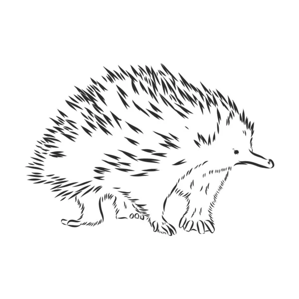 Echidna ilustrace, kresba, rytí, inkoust, čárový art, vektor — Stockový vektor