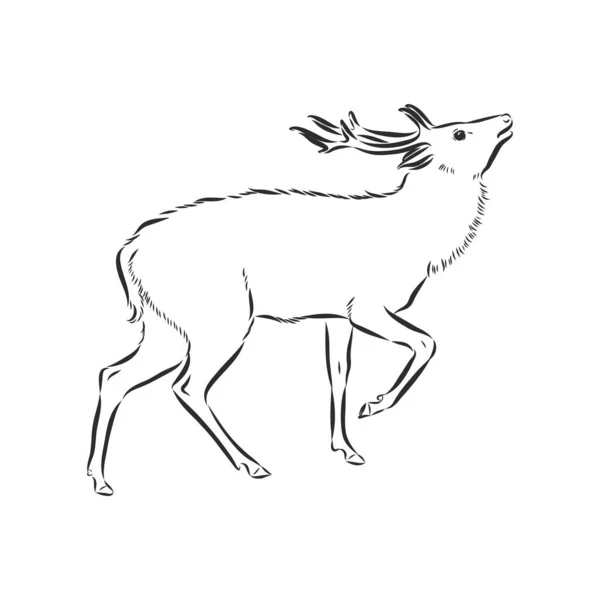 Vektor - jelen - ruční kreslení, izolované na pozadí — Stockový vektor