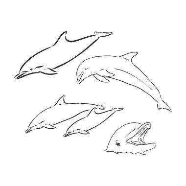 Dolphin Line Art Doodle, güzel bir yunusun el çizimi vektör karikatürü..