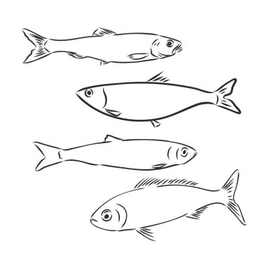 Sardalya balığı eliyle klasik gravür çizimi
