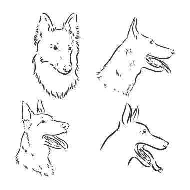 Belçika çoban köpeği çizimi, el çizimi çizimi..