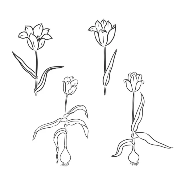 Tulp bloem grafisch zwart wit geïsoleerde schets illustratie vector — Stockvector