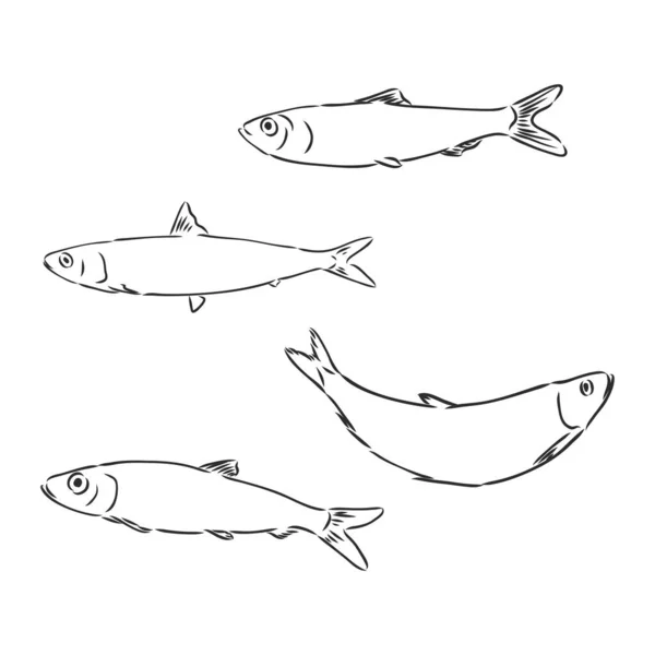 Sardine fish hand drawing vintage engraving illustration — Stock Vector