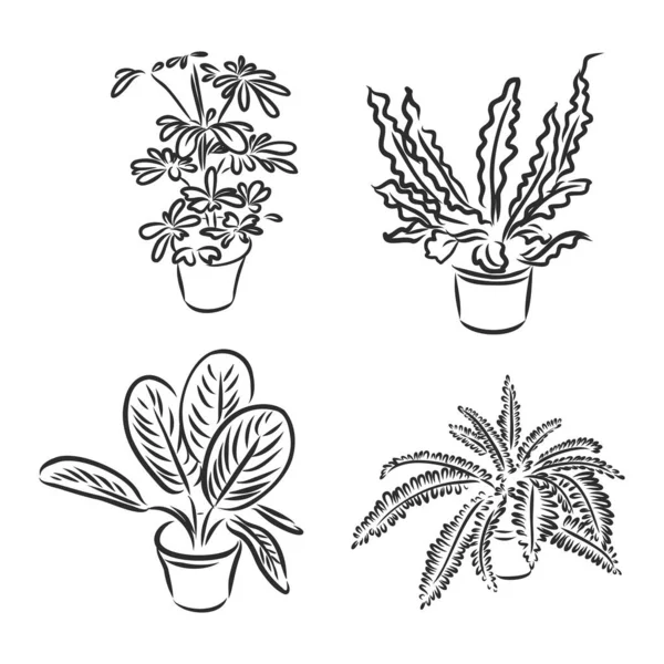 Conjunto de plantas de maceta, flores de ilustración vectorial en macetas dibujadas en línea negra sobre un fondo blanco, elementos de diseño dibujados a mano. — Vector de stock