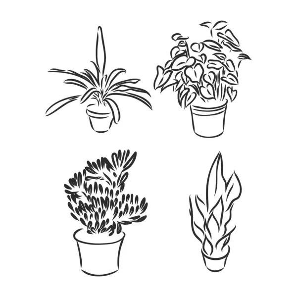 Pot plants set, vector illustration flowers in pots drawn black line on a white background, hand-drawn design elements. — Stock Vector