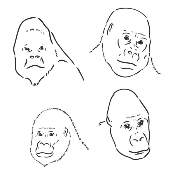 Gorille des montagnes - une espèce menacée d'animaux du Livre rouge - illustration vectorielle isolée sur blanc — Image vectorielle