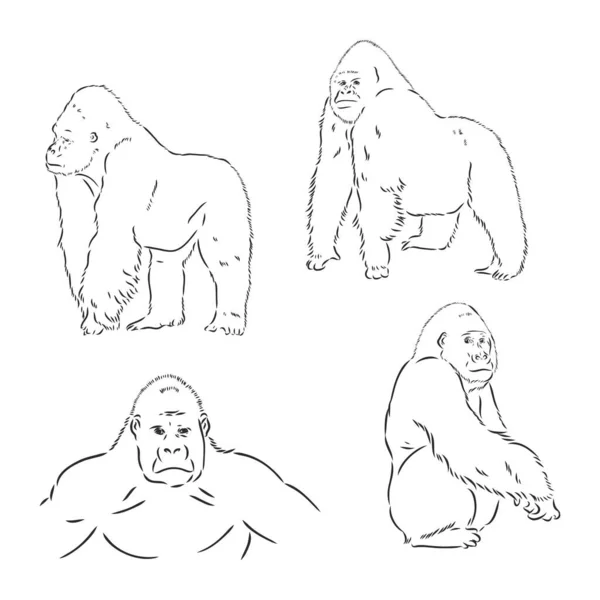 山地大猩猩- - 《红皮书》中濒危的动物种类- -白色的病媒图解 — 图库矢量图片