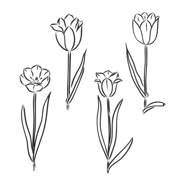 Tulip λουλούδι γραφικό μαύρο άσπρο απομονωμένο διάνυσμα εικονογράφηση σκίτσο — Διανυσματικό Αρχείο