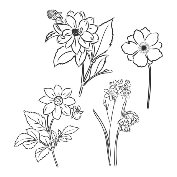 Flor de peonía vectorial aislada sobre fondo blanco. Elemento para el diseño. Líneas de contorno y trazos dibujados a mano. — Archivo Imágenes Vectoriales