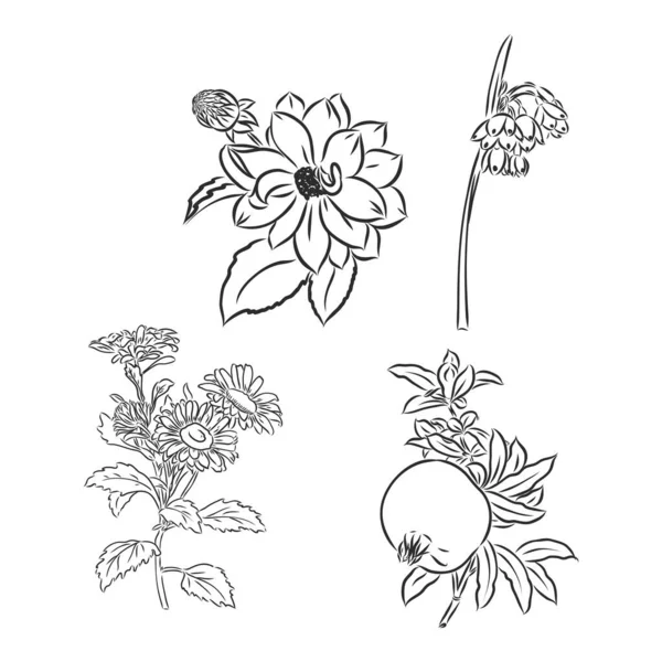 Flor de peonía vectorial aislada sobre fondo blanco. Elemento para el diseño. Líneas de contorno y trazos dibujados a mano. — Vector de stock