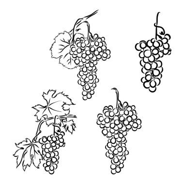 Üzüm logosunun vektör monokrom çizimi. Yazarlar profiline pek çok benzerlik