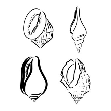 Beyaz arkaplanda vektör deniz kabuğu veya deniz kabuğu çizgi simgeleri ayarlandı