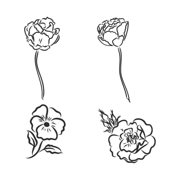 Vektor pion blomma isolerad på vit bakgrund. Element för design. Handdragna konturlinjer och slaglängder. — Stock vektor