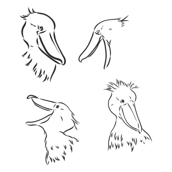 Mão desenhado esboço estilo shoebill. Ilustração vetorial isolada sobre fundo branco. — Vetor de Stock